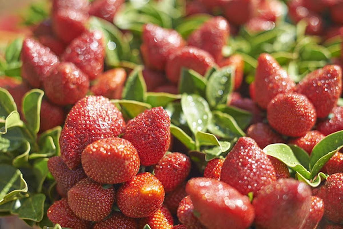 Fresh Strawberry